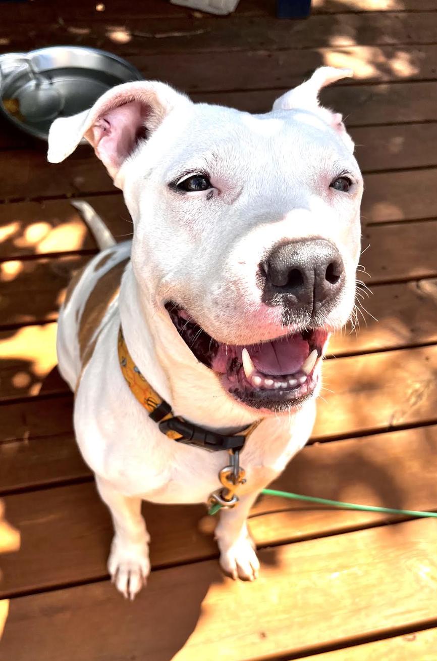 Bubblegum, a ADOPTABLE Pit Bull Terrier in Tinton Falls, NJ image 3/5