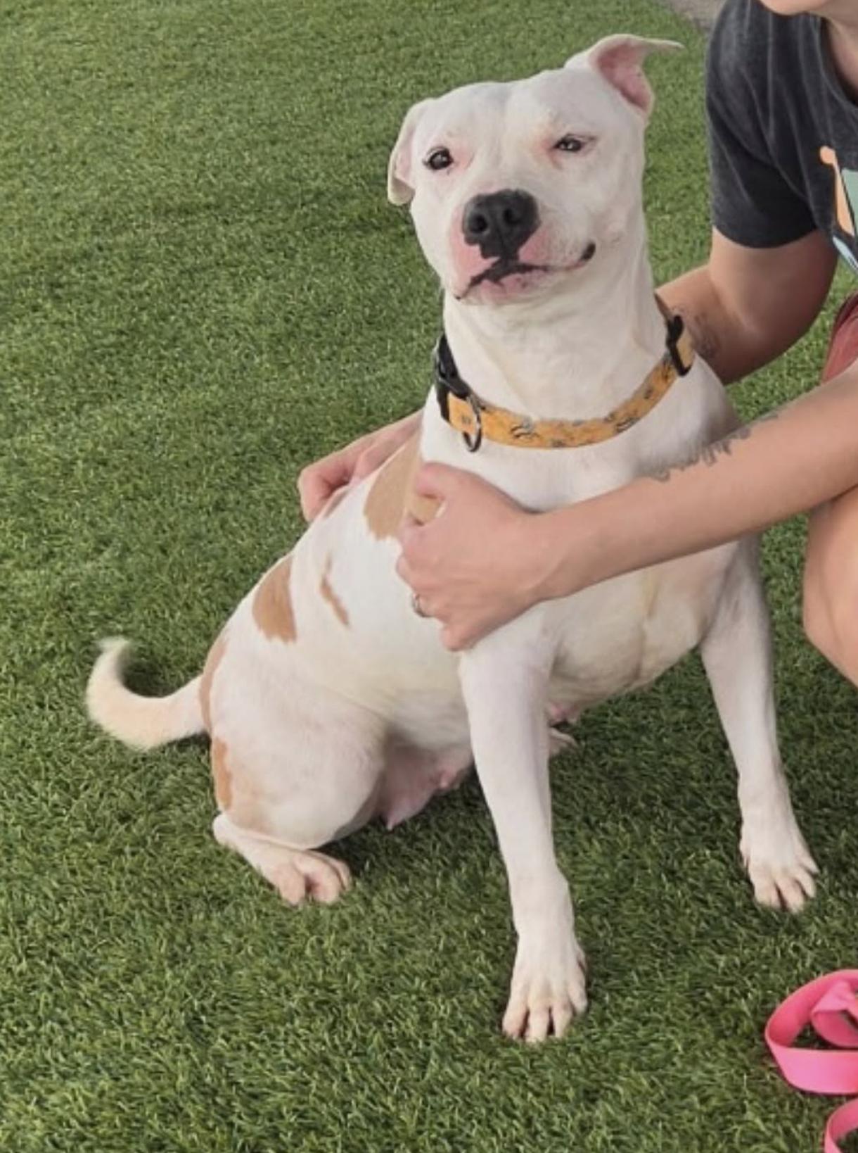Bubblegum, a ADOPTABLE Pit Bull Terrier in Tinton Falls, NJ image 5/5