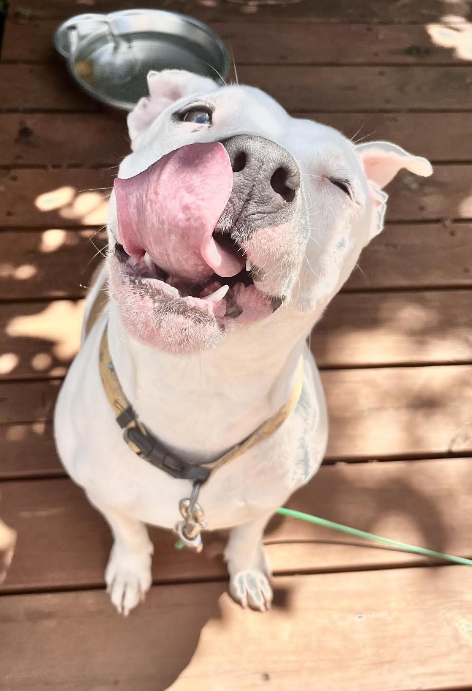 Bubblegum, a ADOPTABLE Pit Bull Terrier in Tinton Falls, NJ image 2/5