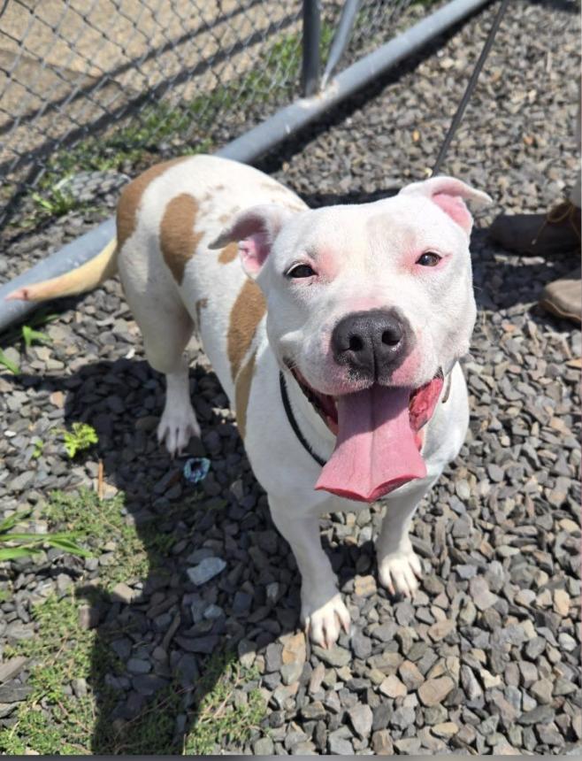 Bubblegum, a ADOPTABLE Pit Bull Terrier in Tinton Falls, NJ image 1/5
