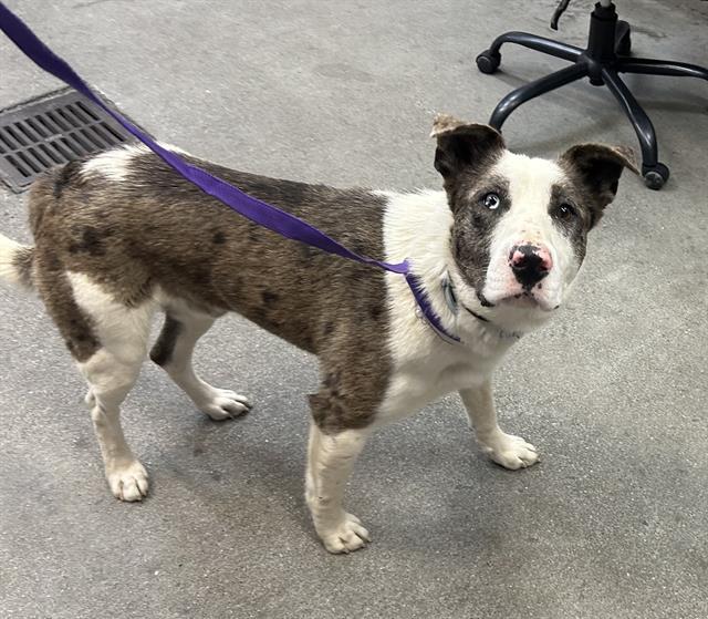 Enlarge DUGGER, a Adoptable mixed breed in Fairfield, CA image 1/1