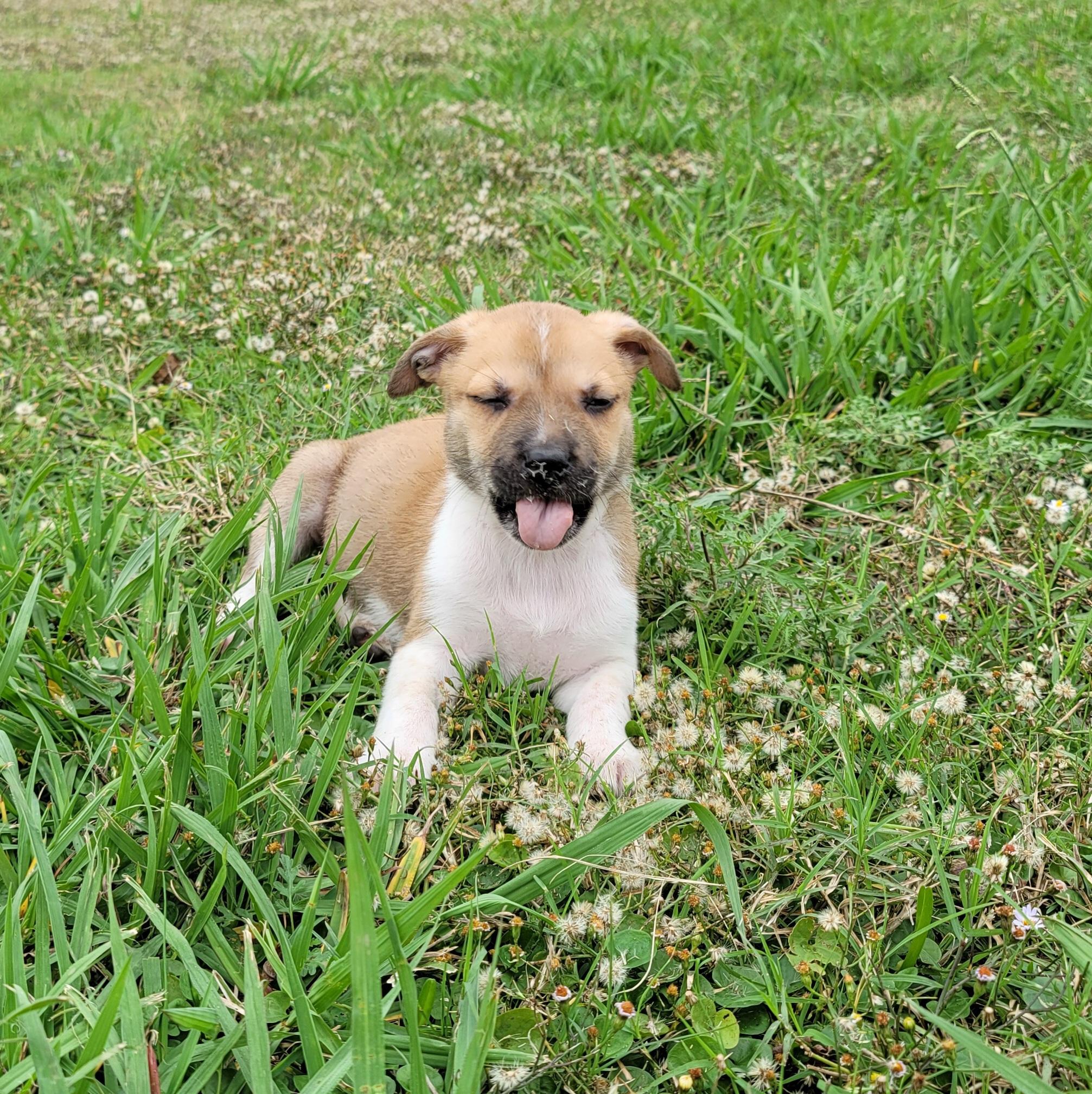 Enlarge Victoria, a Adopted mixed breed in Alvin, TX image 1/6