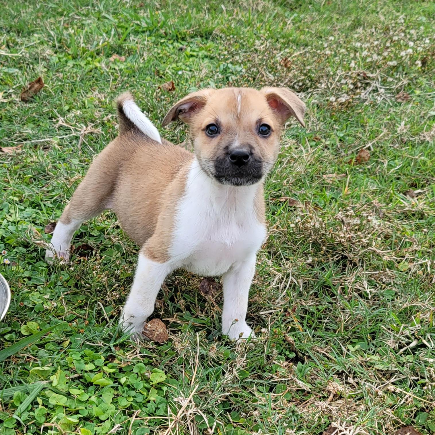 Enlarge Victoria, a Adopted mixed breed in Alvin, TX image 2/6