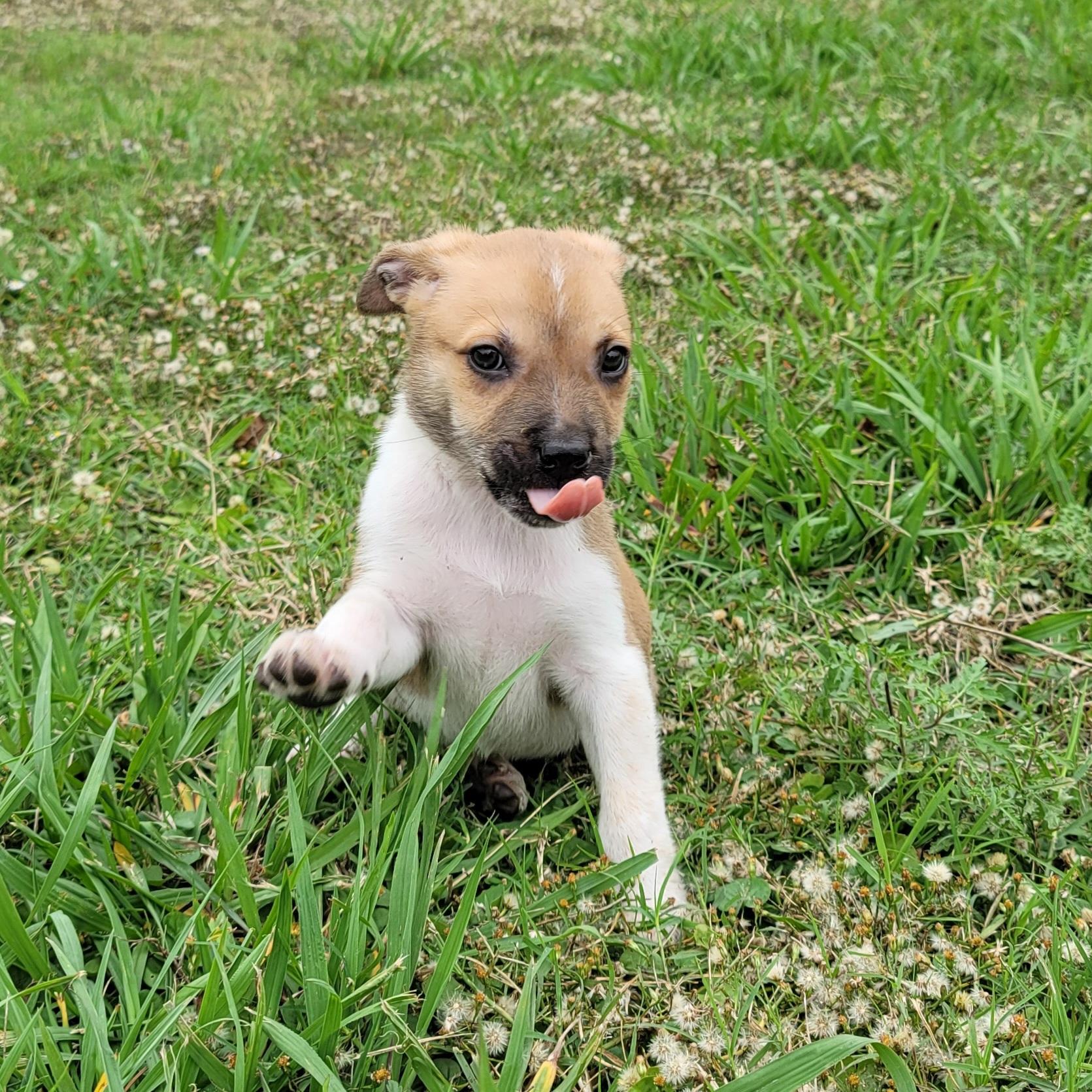 Enlarge Victoria, a Adopted mixed breed in Alvin, TX image 5/6