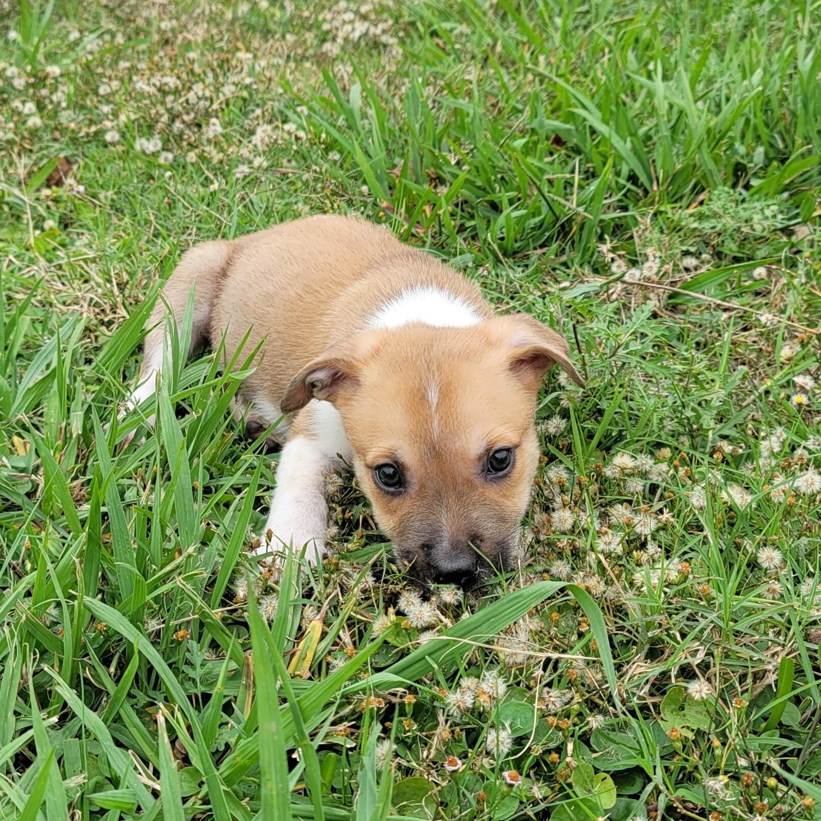 Enlarge Victoria, a Adopted mixed breed in Alvin, TX image 6/6