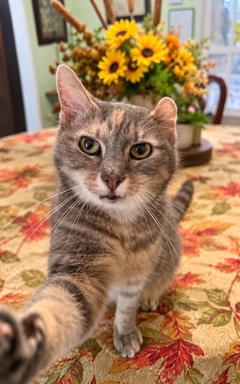 Enlarge Genesis, a Adoptable mixed breed in Liverpool, NY image 1/3
