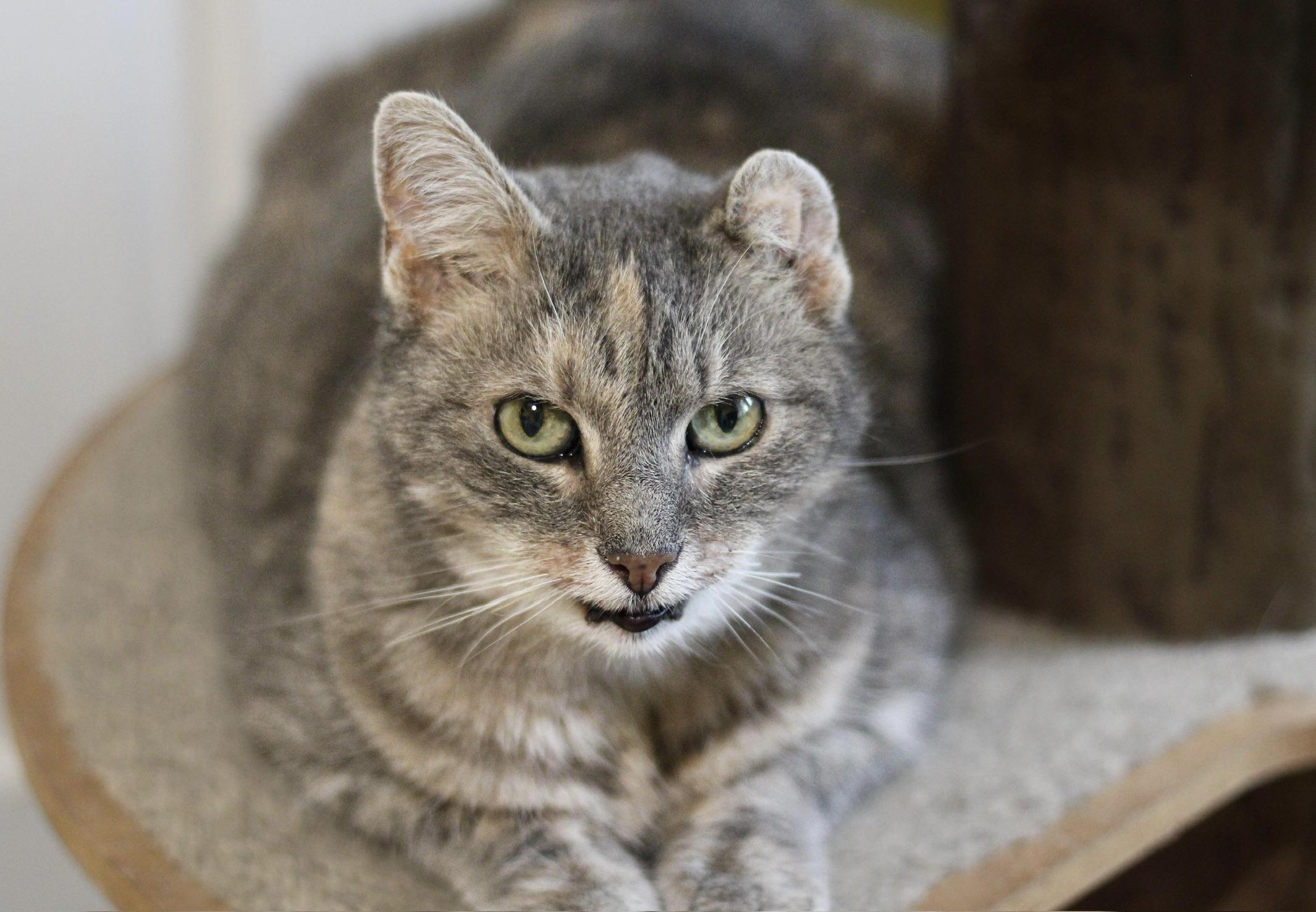 Enlarge Genesis, a Adoptable mixed breed in Liverpool, NY image 3/3
