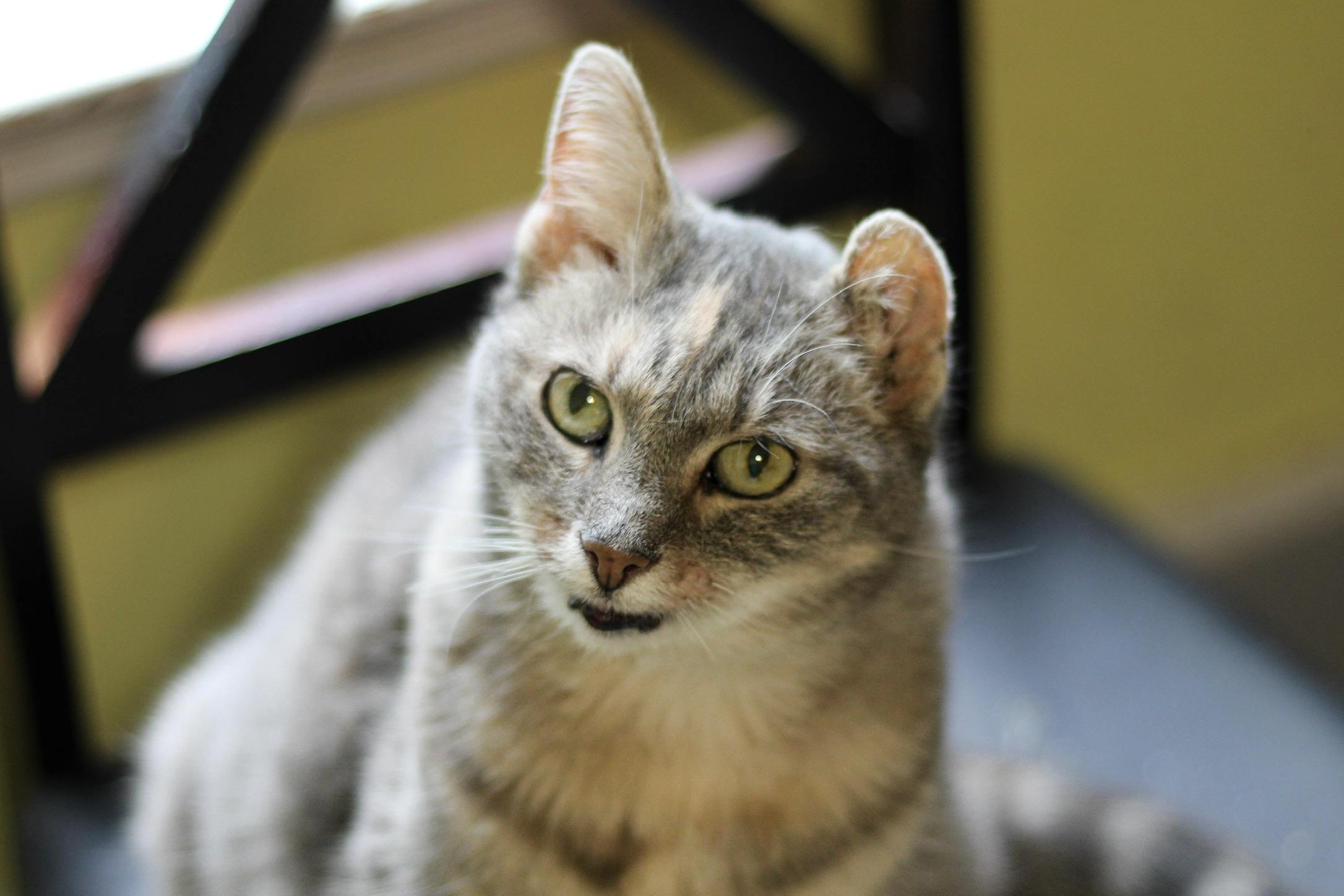 Enlarge Genesis, a Adoptable mixed breed in Liverpool, NY image 2/3