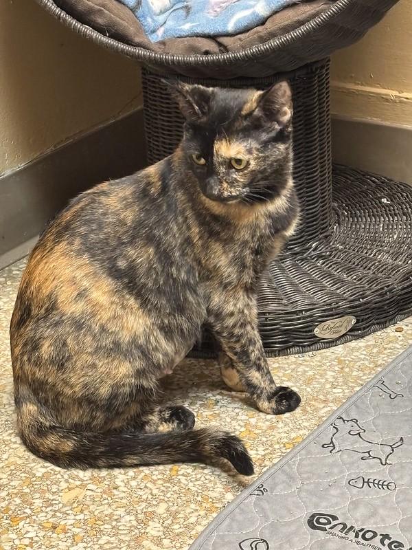 Enlarge Oakley and Acorn, a Adoptable Tortoiseshell in Chicago, IL image 5/5