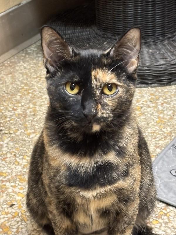 Enlarge Oakley and Acorn, a Adoptable Tortoiseshell in Chicago, IL image 3/5