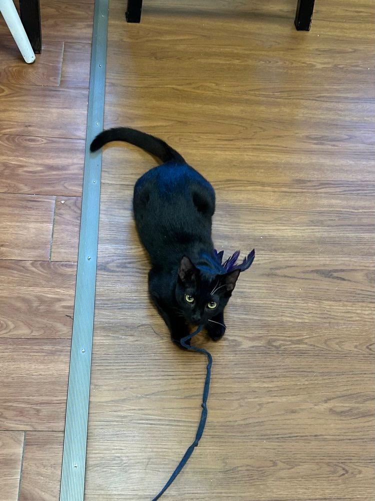 Baby Spice, Adoptable, Young Female Domestic Short Hair.