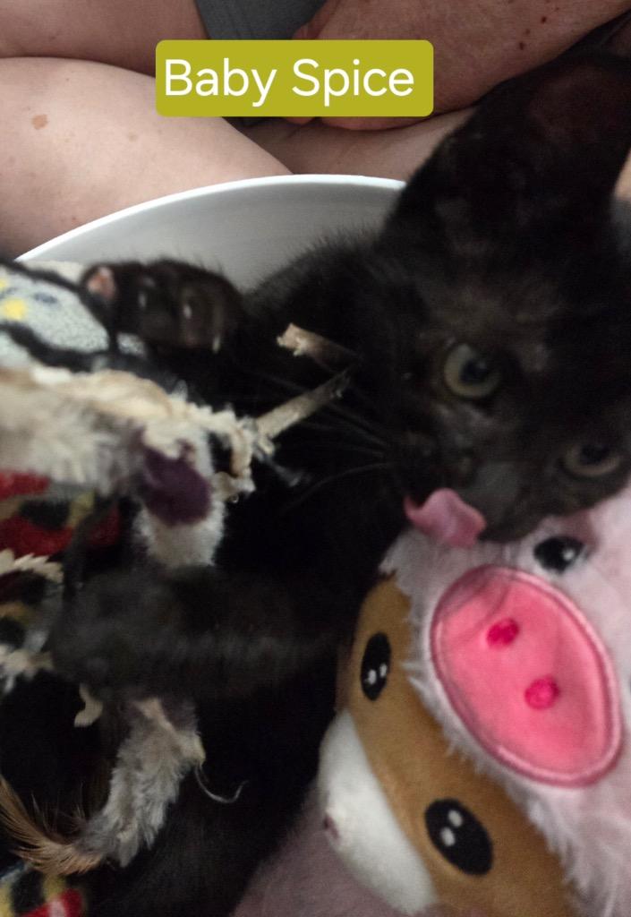 Baby Spice, Adoptable, Young Female Domestic Short Hair.