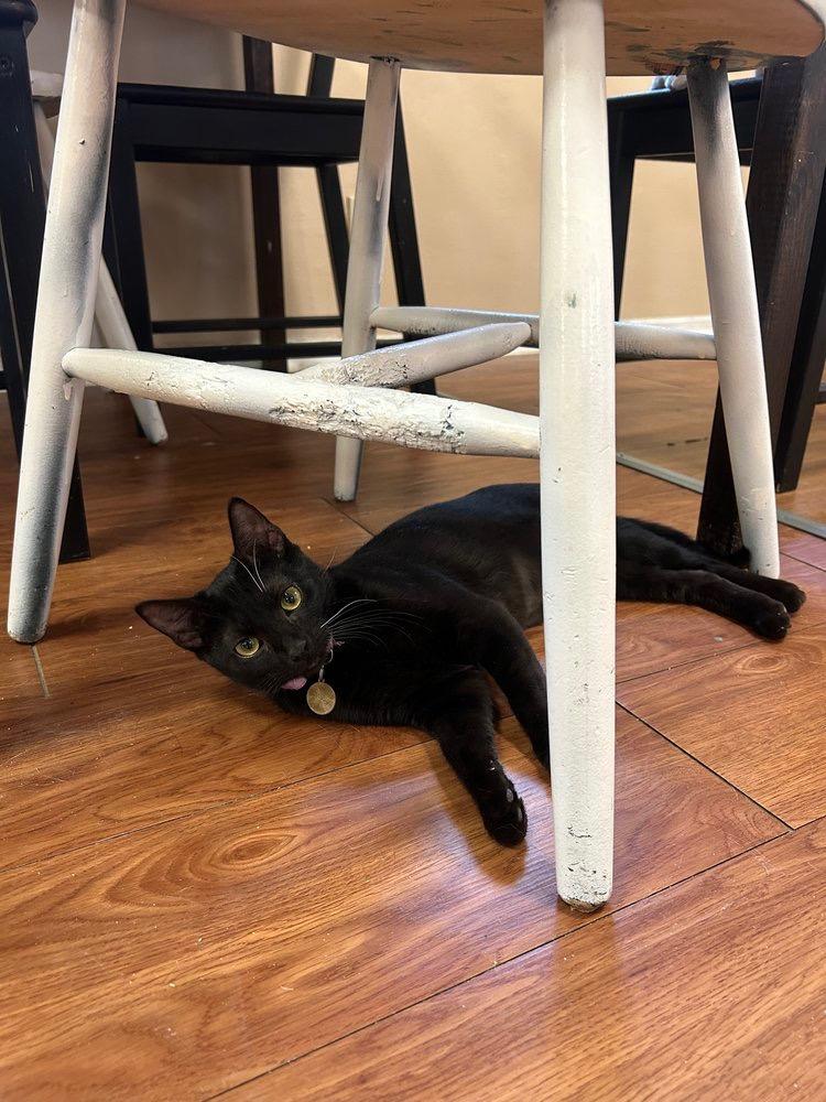 Baby Spice, a Adoptable mixed breed in Richland Hills, TX image 2/6