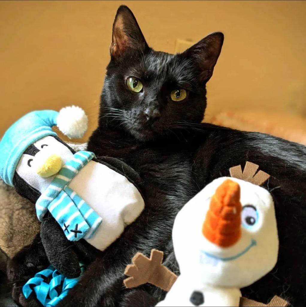 Baby Spice, a Adoptable mixed breed in Richland Hills, TX image 4/6