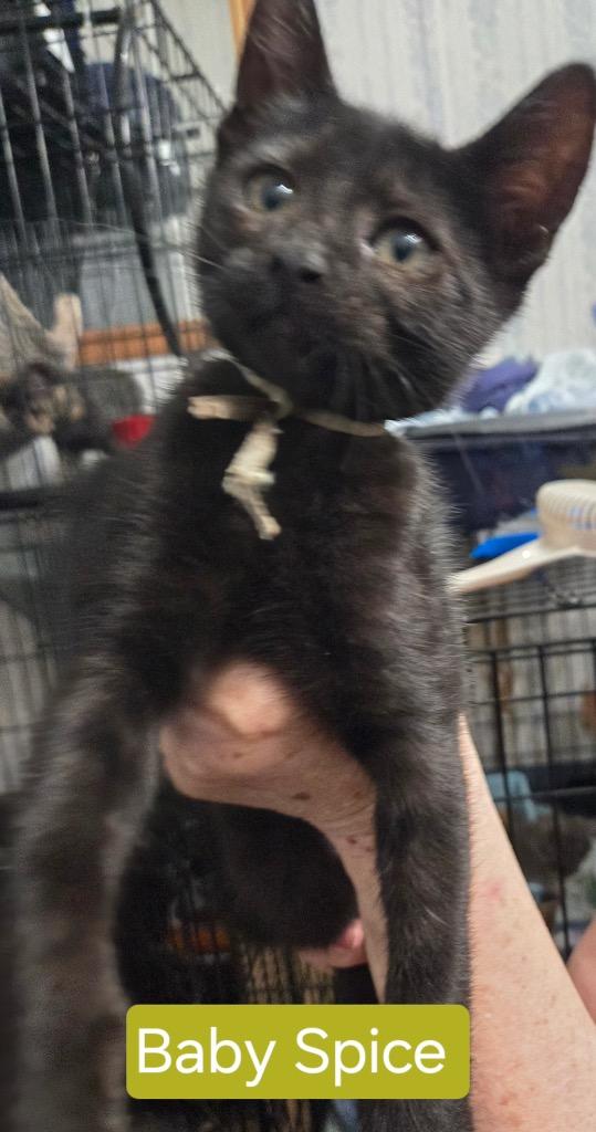 Baby Spice, a Adoptable mixed breed in Richland Hills, TX image 5/6