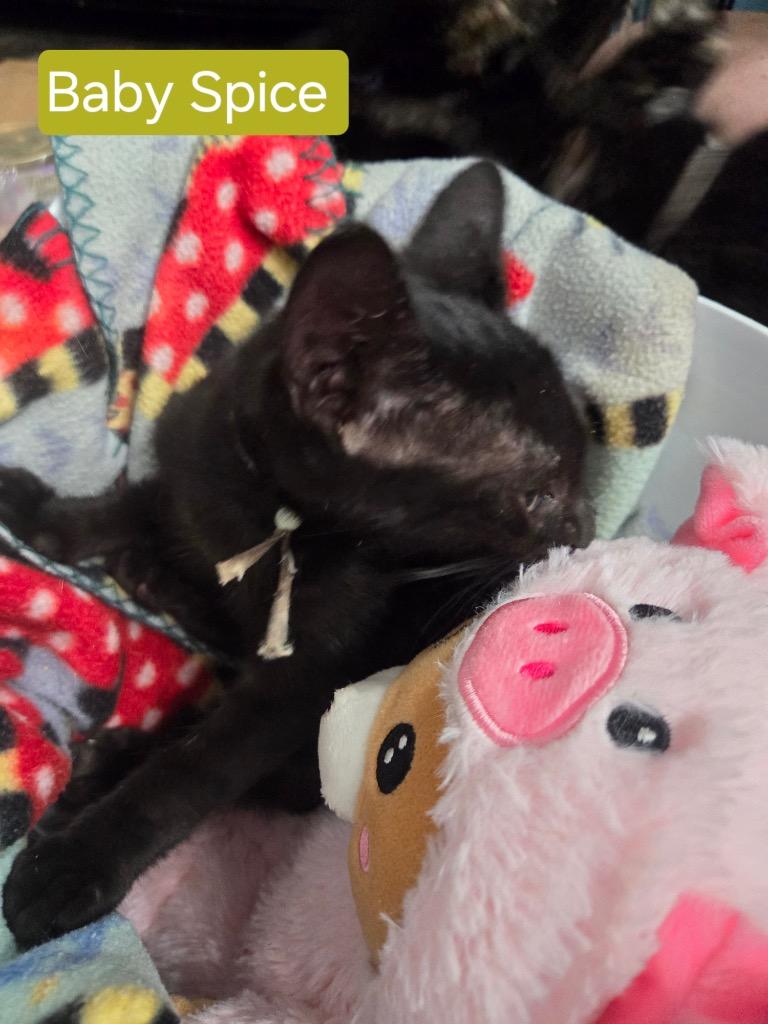 Baby Spice, a Adoptable mixed breed in Richland Hills, TX image 6/6