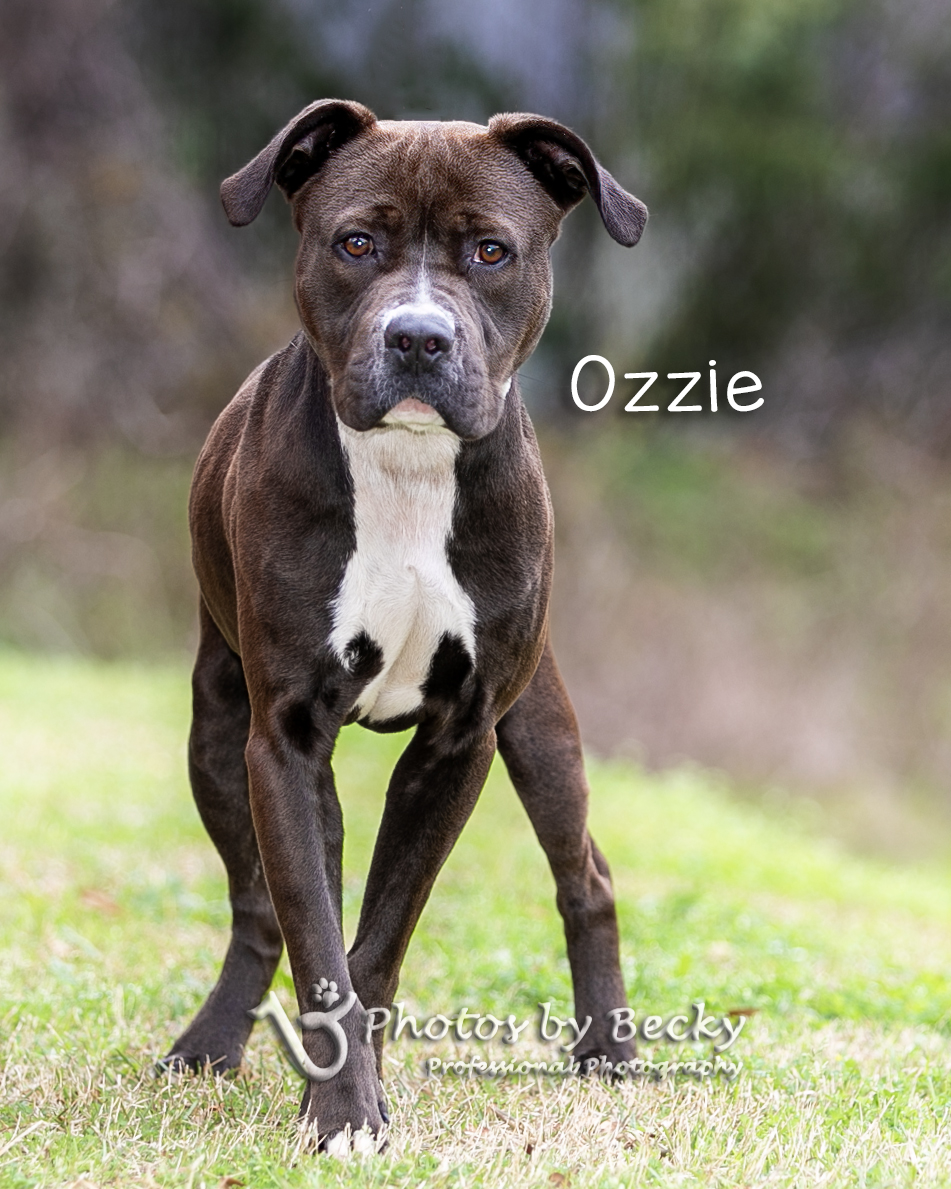 Ozzie, an adopted Mixed Breed in Savannah, GA_image-1