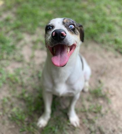 Enlarge Happy Hades, a Adoptable Mixed Breed in Covington, LA image 1/3