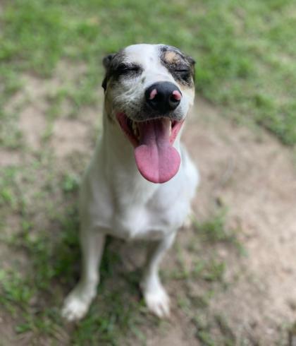 Enlarge Happy Hades, a Adoptable Mixed Breed in Covington, LA image 2/3
