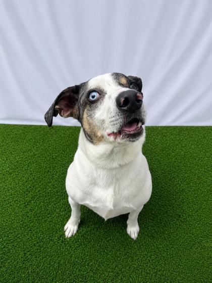 Happy Hades, a Adoptable Mixed Breed in Covington, LA image 2/3