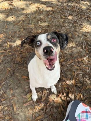 Enlarge Happy Hades, a Adoptable Mixed Breed in Covington, LA image 3/3