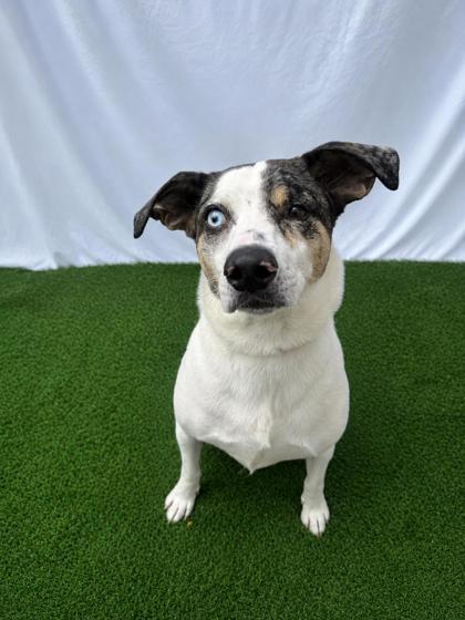 Happy Hades, a Adoptable Mixed Breed in Covington, LA image 3/3