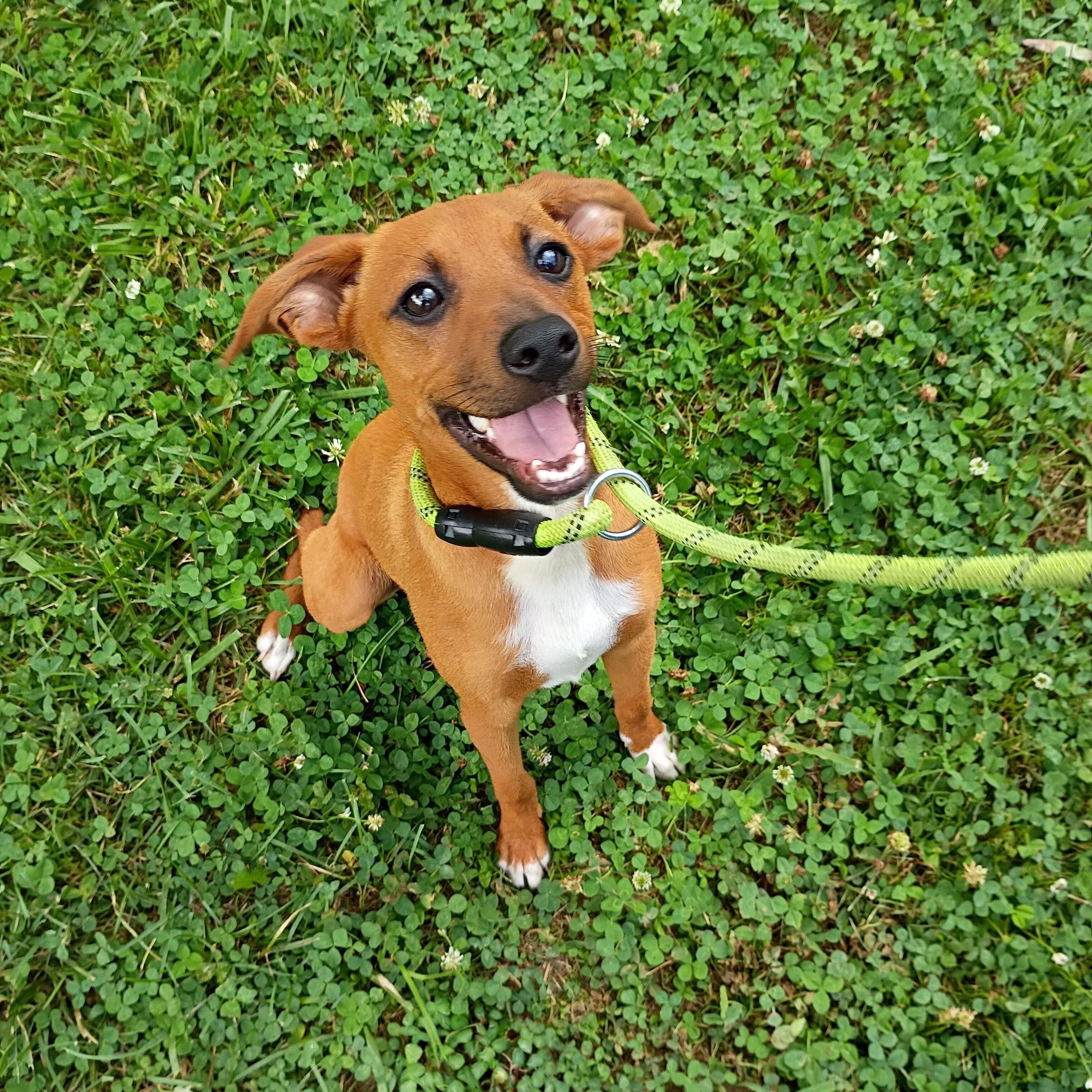 Gus, adopted, Young Male Feist.