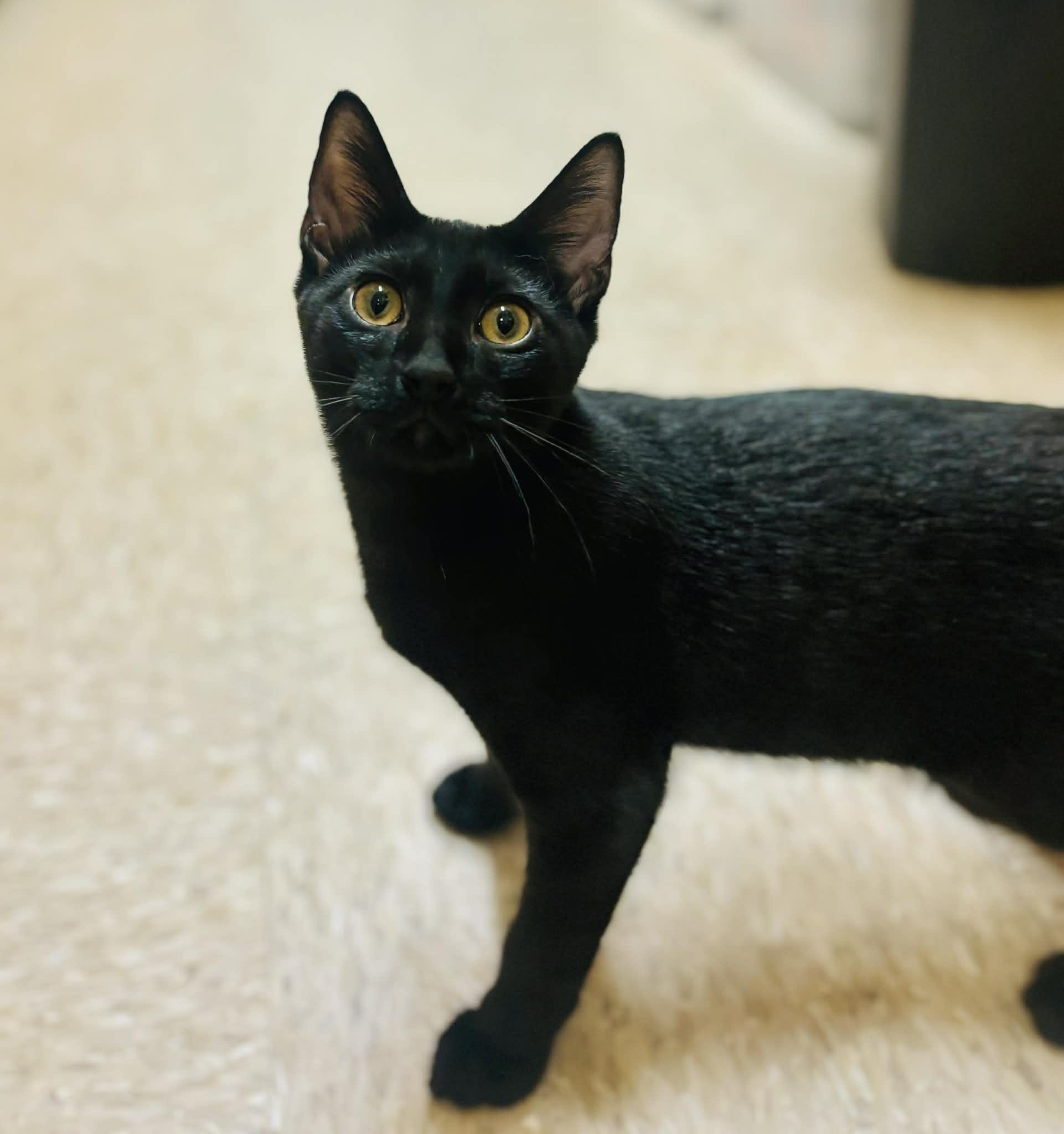Enlarge Blackjack , a ADOPTABLE Domestic Short Hair in Mansfield, TX image 1/2