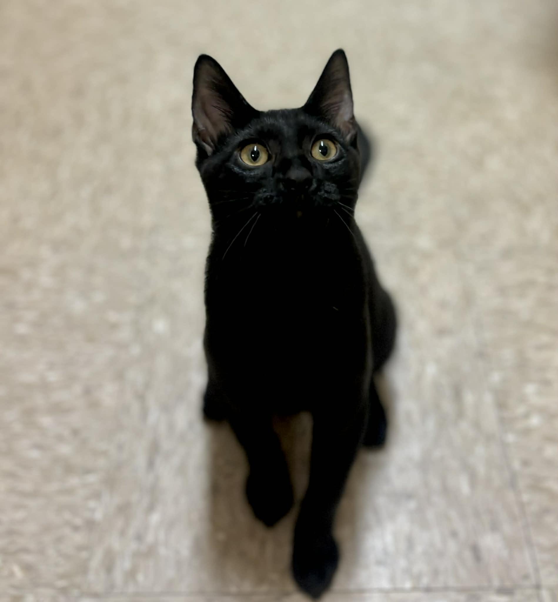 Enlarge Blackjack , a ADOPTABLE Domestic Short Hair in Mansfield, TX image 2/2