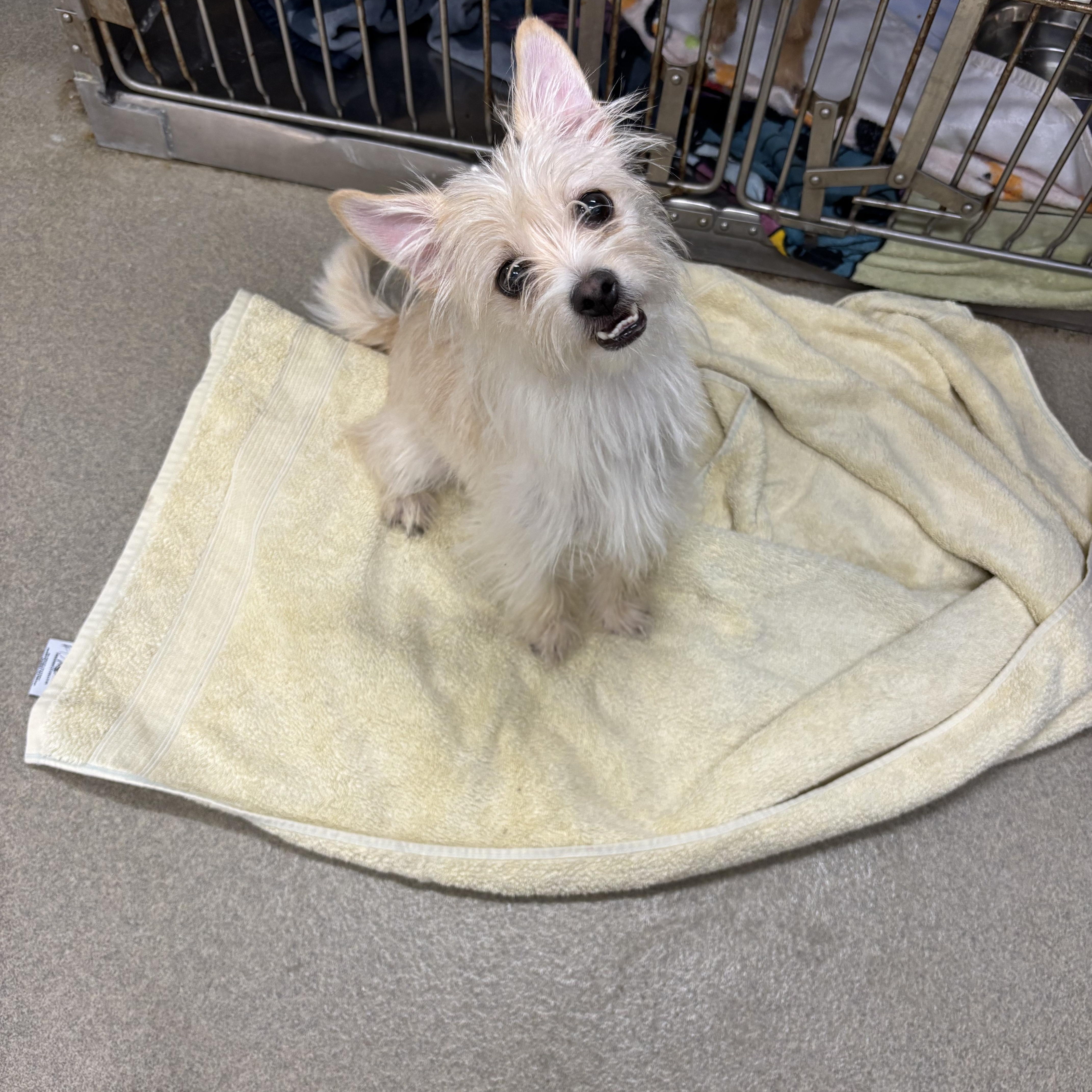 Bunny, ADOPTABLE, Adult Female Terrier.