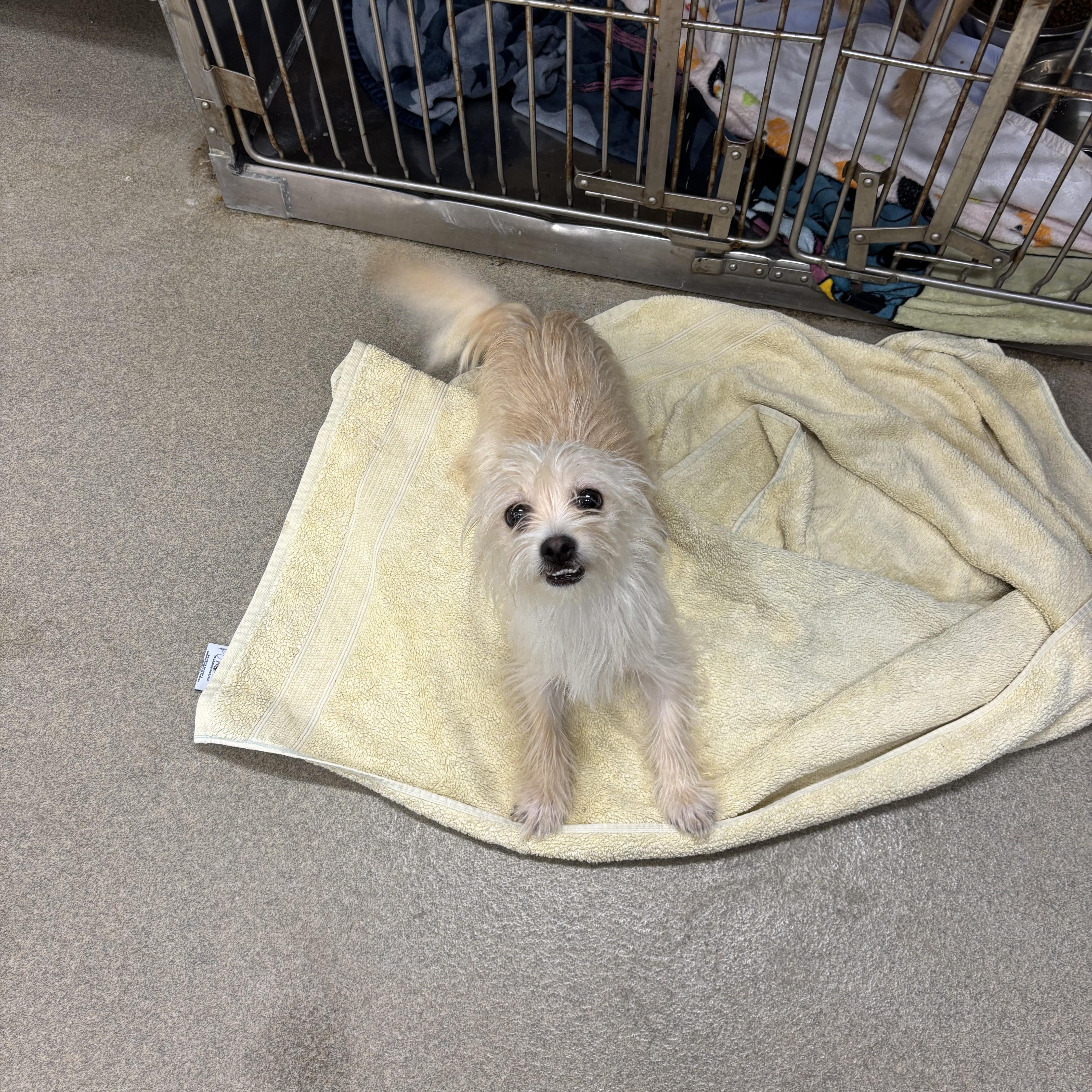 Enlarge Bunny, a ADOPTABLE mixed breed in Paramus, NJ image 2/4