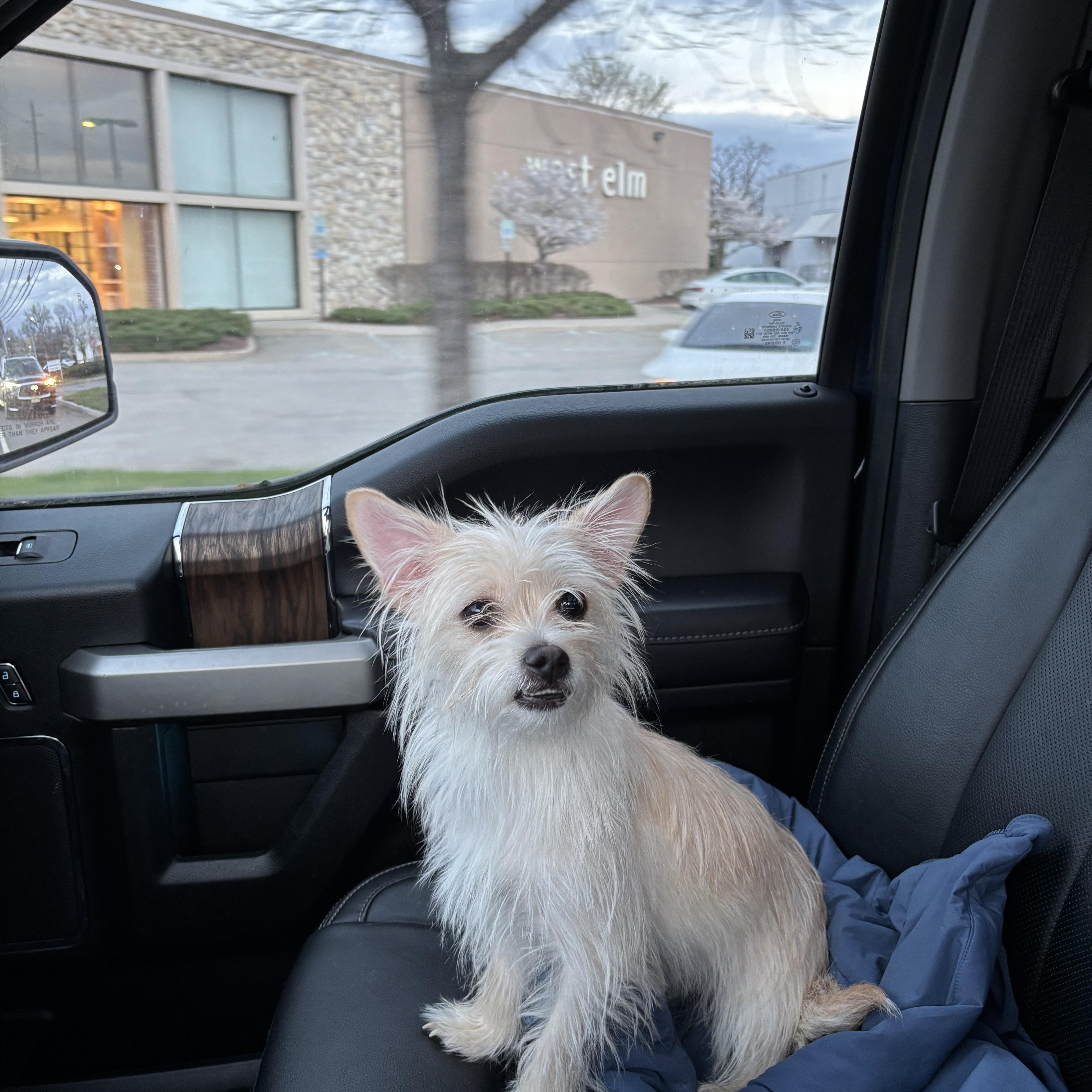 Enlarge Bunny, a ADOPTABLE mixed breed in Paramus, NJ image 3/4