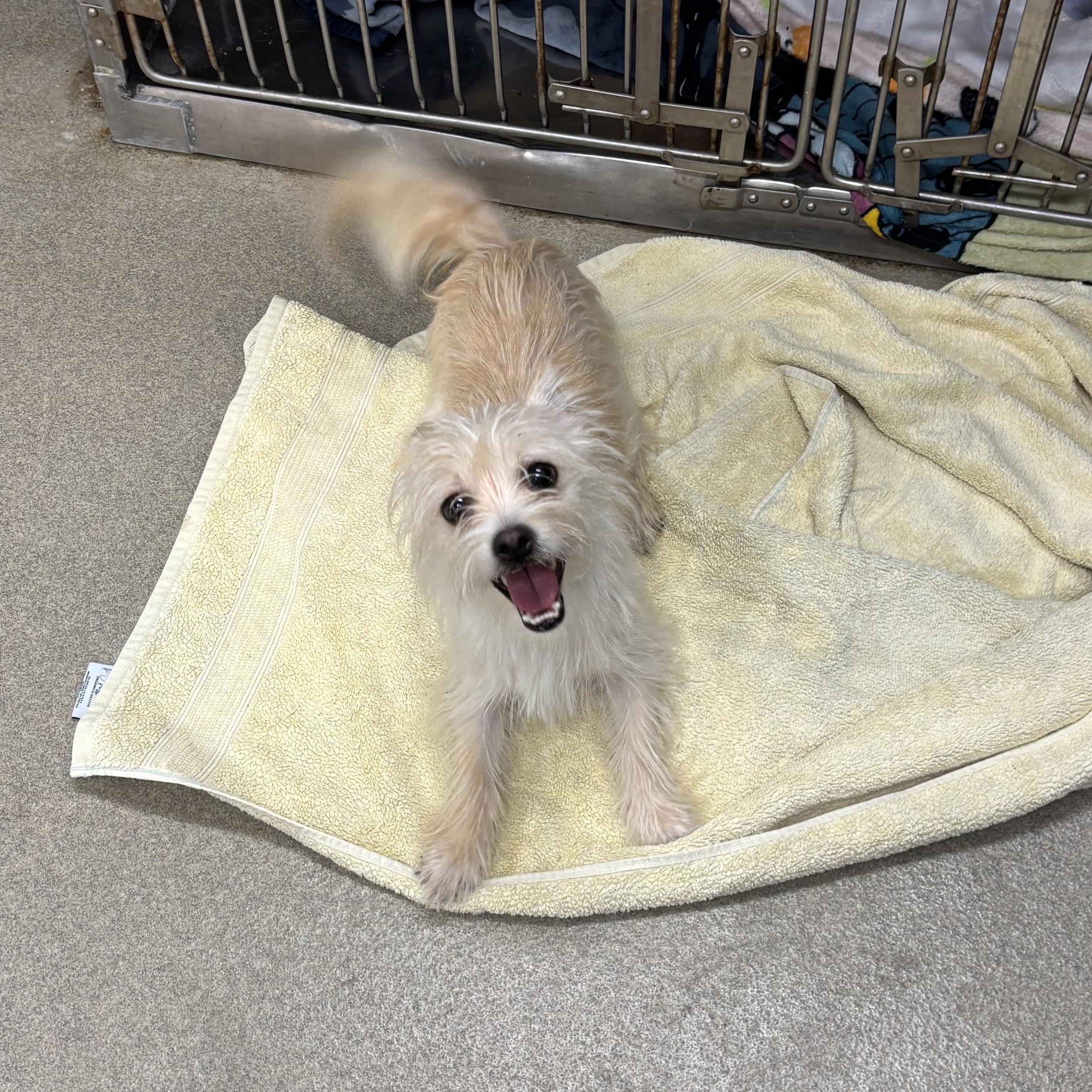 Enlarge Bunny, a ADOPTABLE mixed breed in Paramus, NJ image 4/4