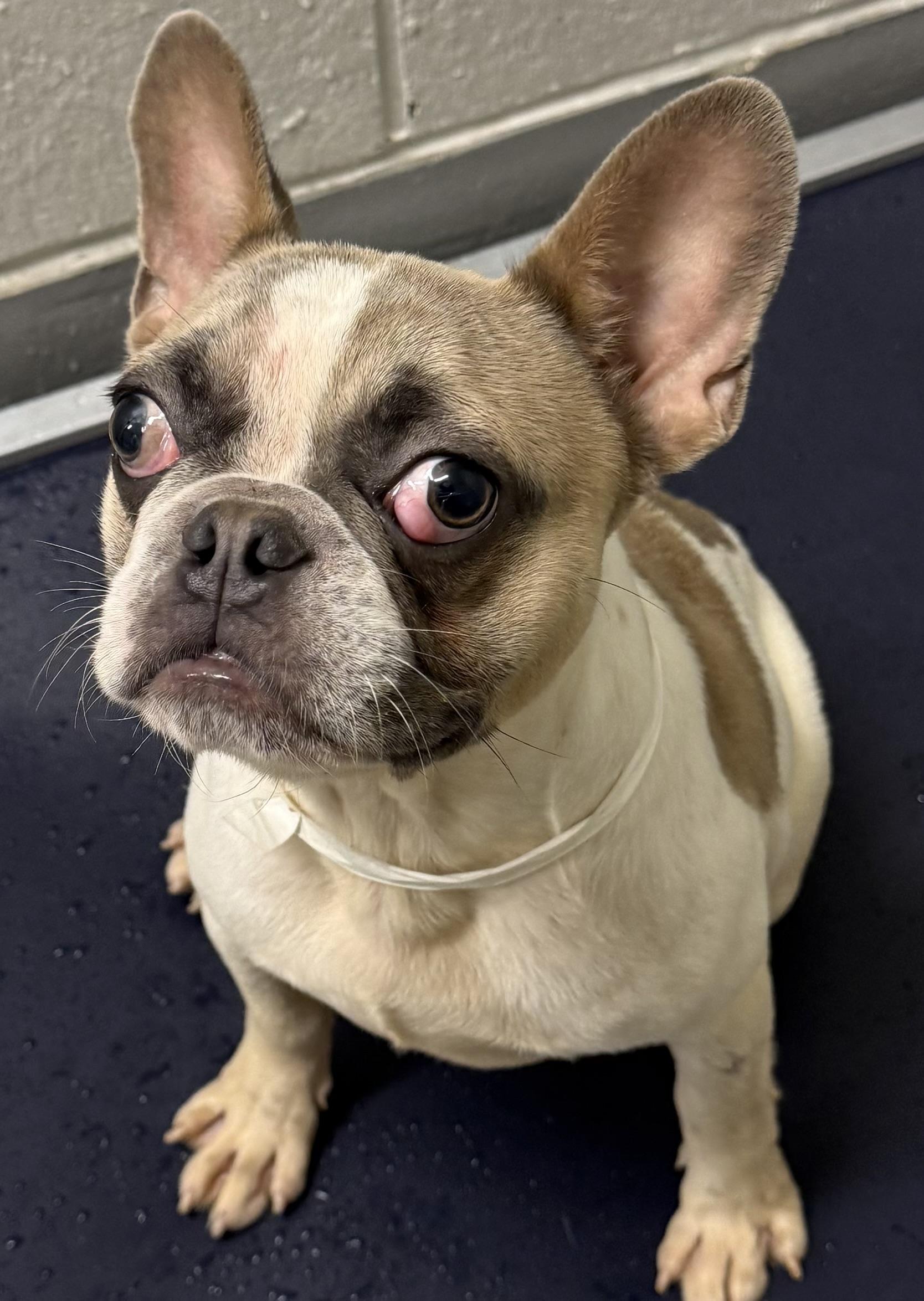Bruno (New picture coming soon)
