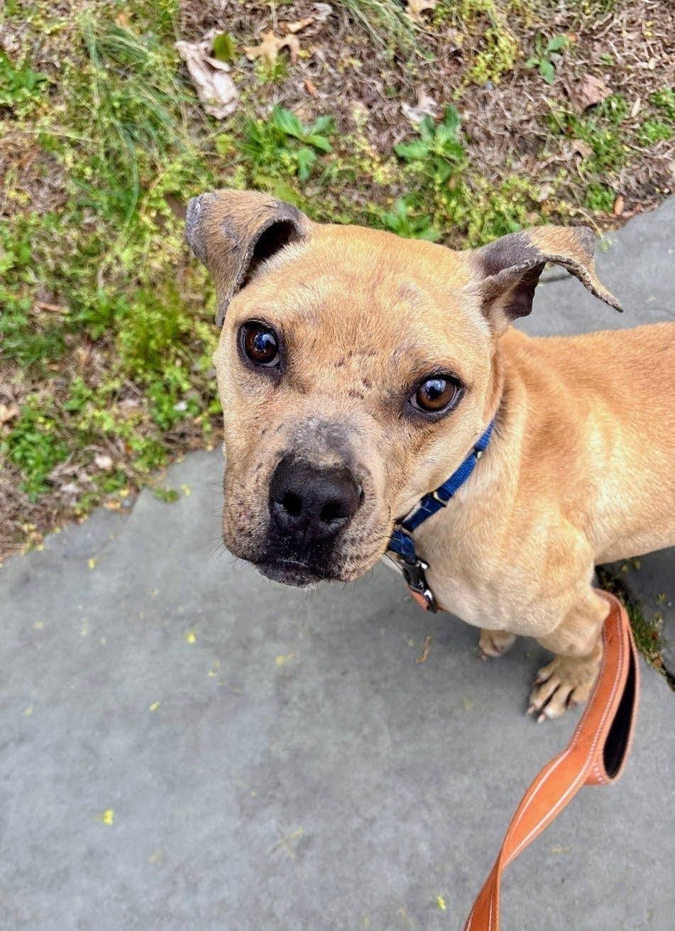 Declan, Adoptable, Adult Male Pit Bull Terrier.
