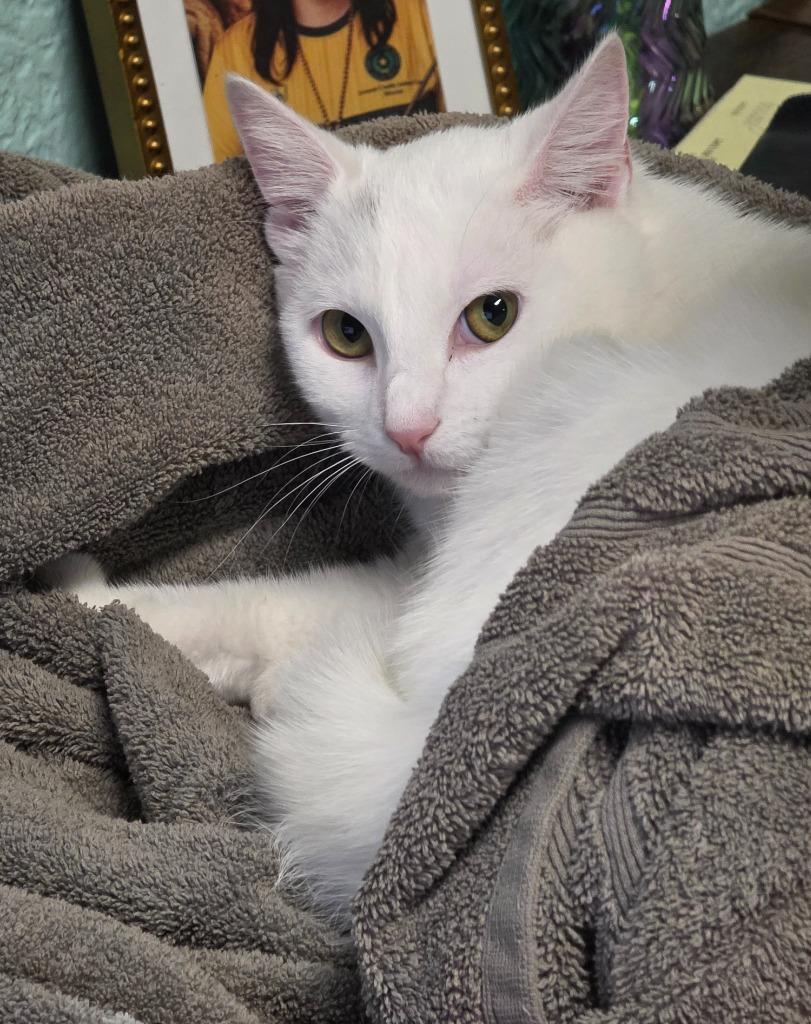 Levine, Adoptable, Young Female Domestic Short Hair.