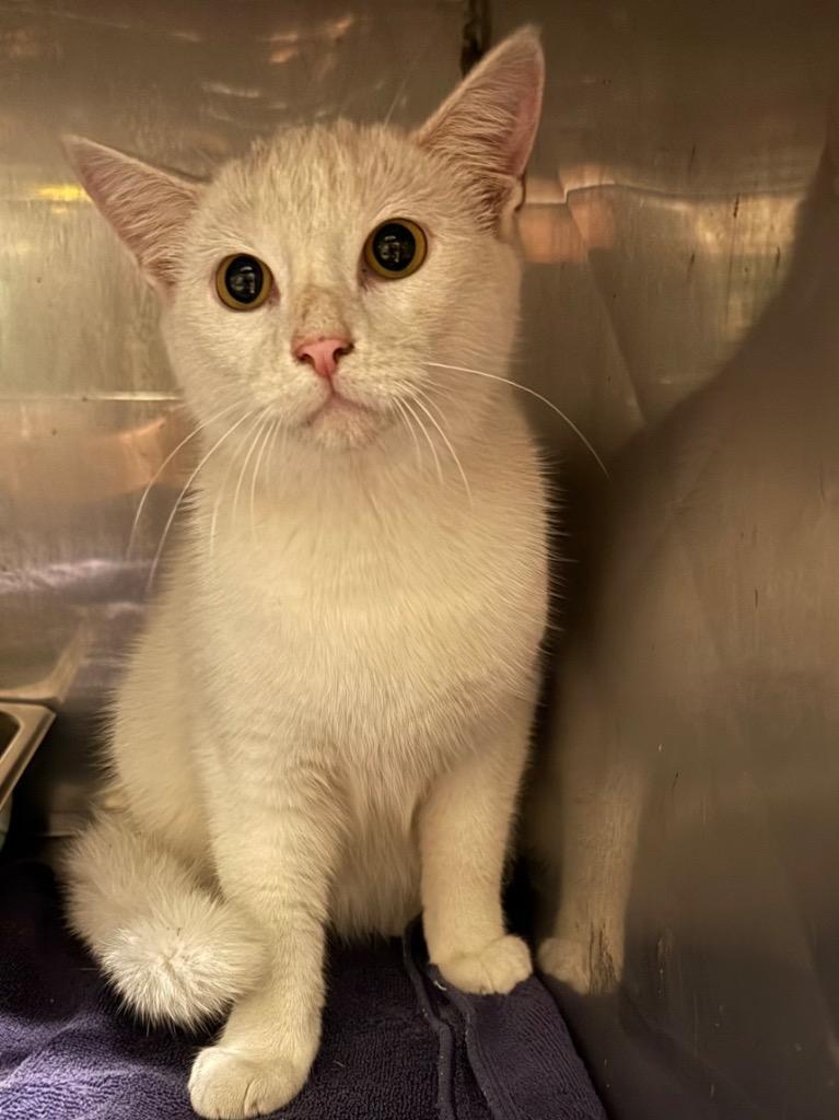 Enlarge Levine, a Adoptable mixed breed in Rockport, TX image 1/1