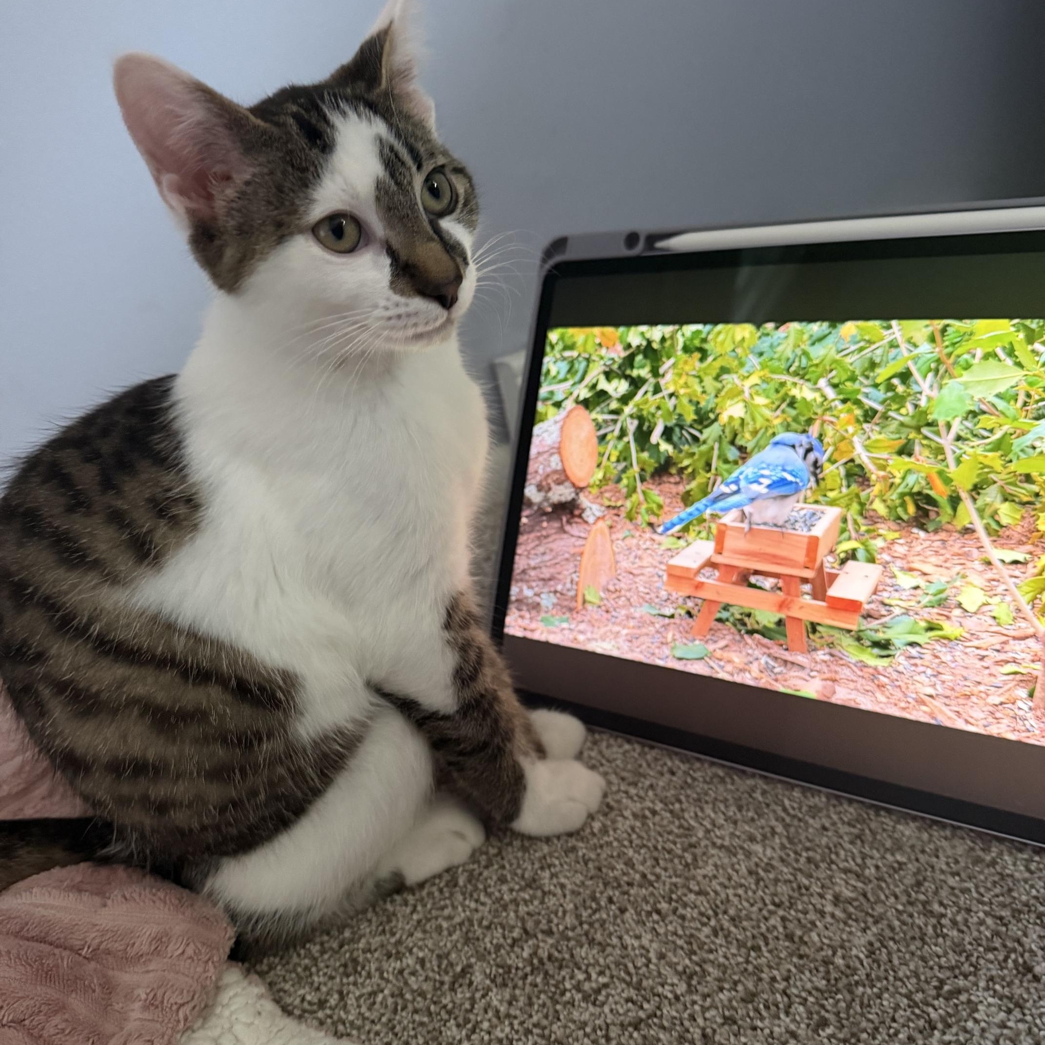Enlarge Ares, a Adoptable Domestic Short Hair in Sterling Heights, MI image 1/2