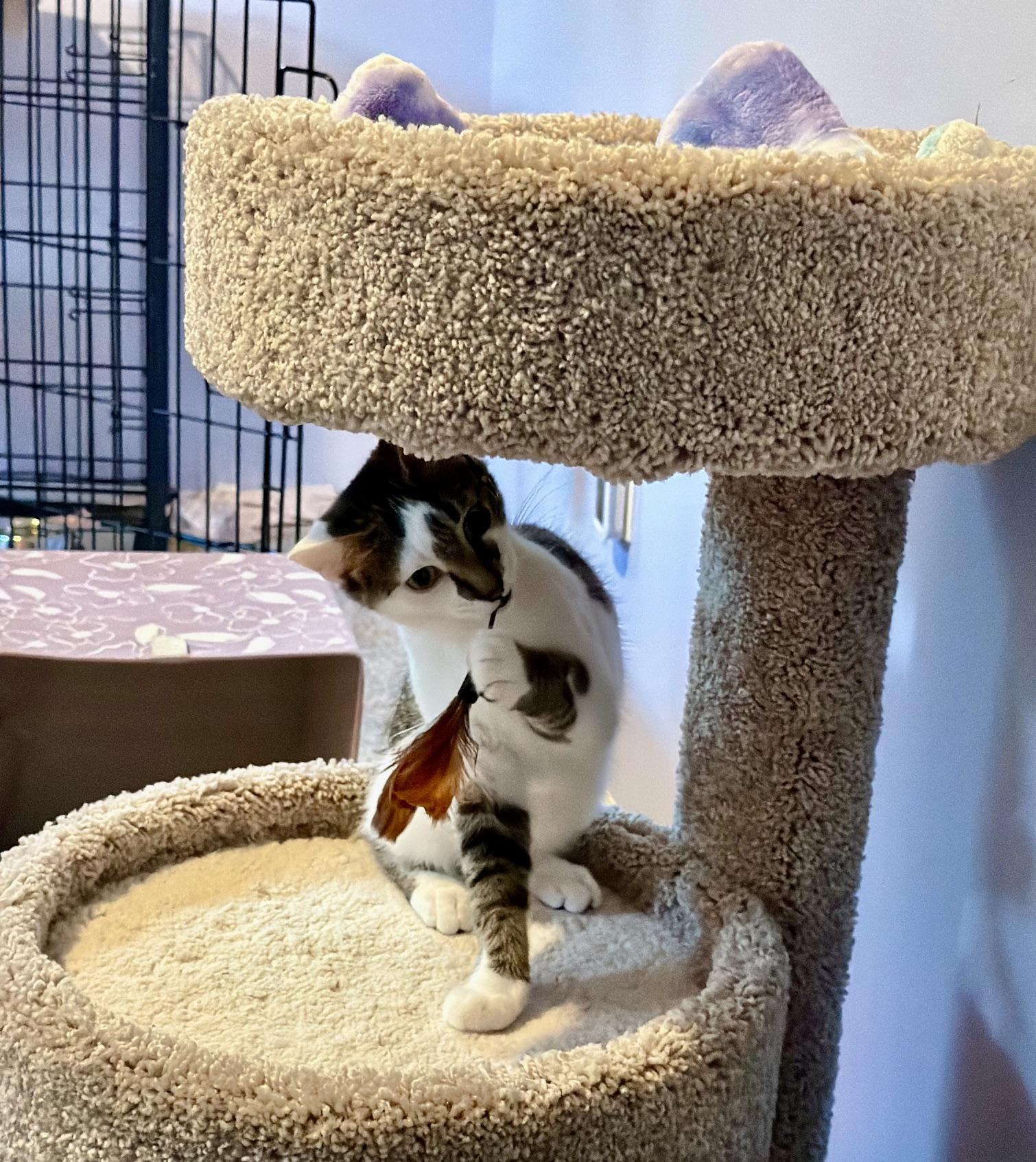 Enlarge Ares, a Adoptable Domestic Short Hair in Sterling Heights, MI image 2/2
