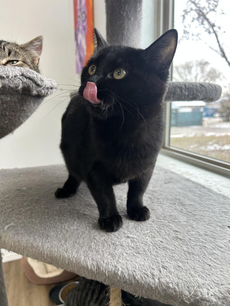 Pugsley, a Adoptable Domestic Short Hair in Salmon, ID image 1/4