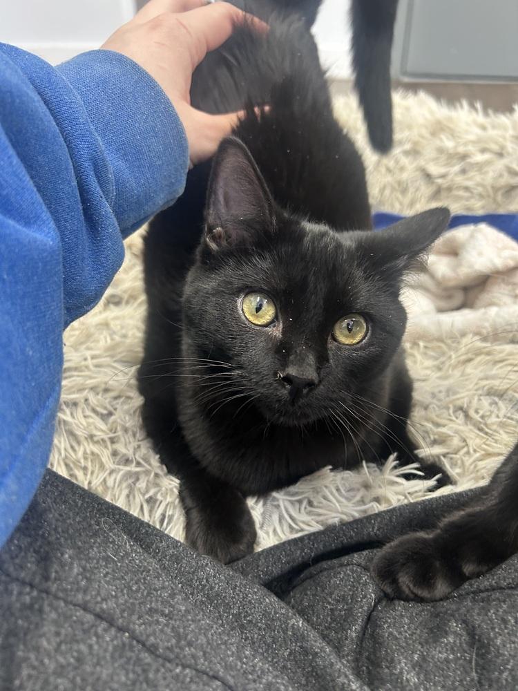 Pugsley, a Adoptable Domestic Short Hair in Salmon, ID image 4/4