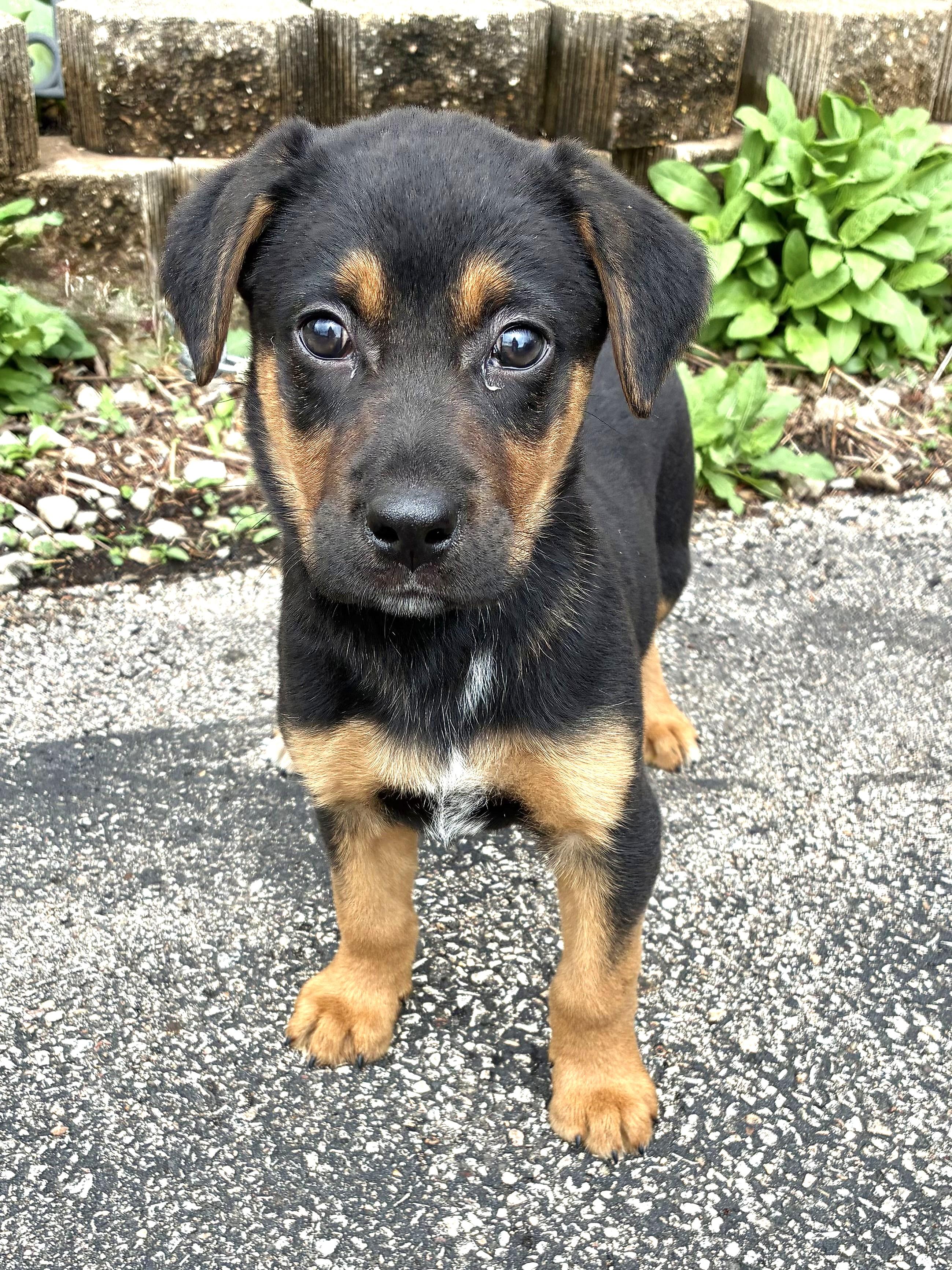 Enlarge Park, a ADOPTABLE mixed breed in West Chicago, IL image 3/3