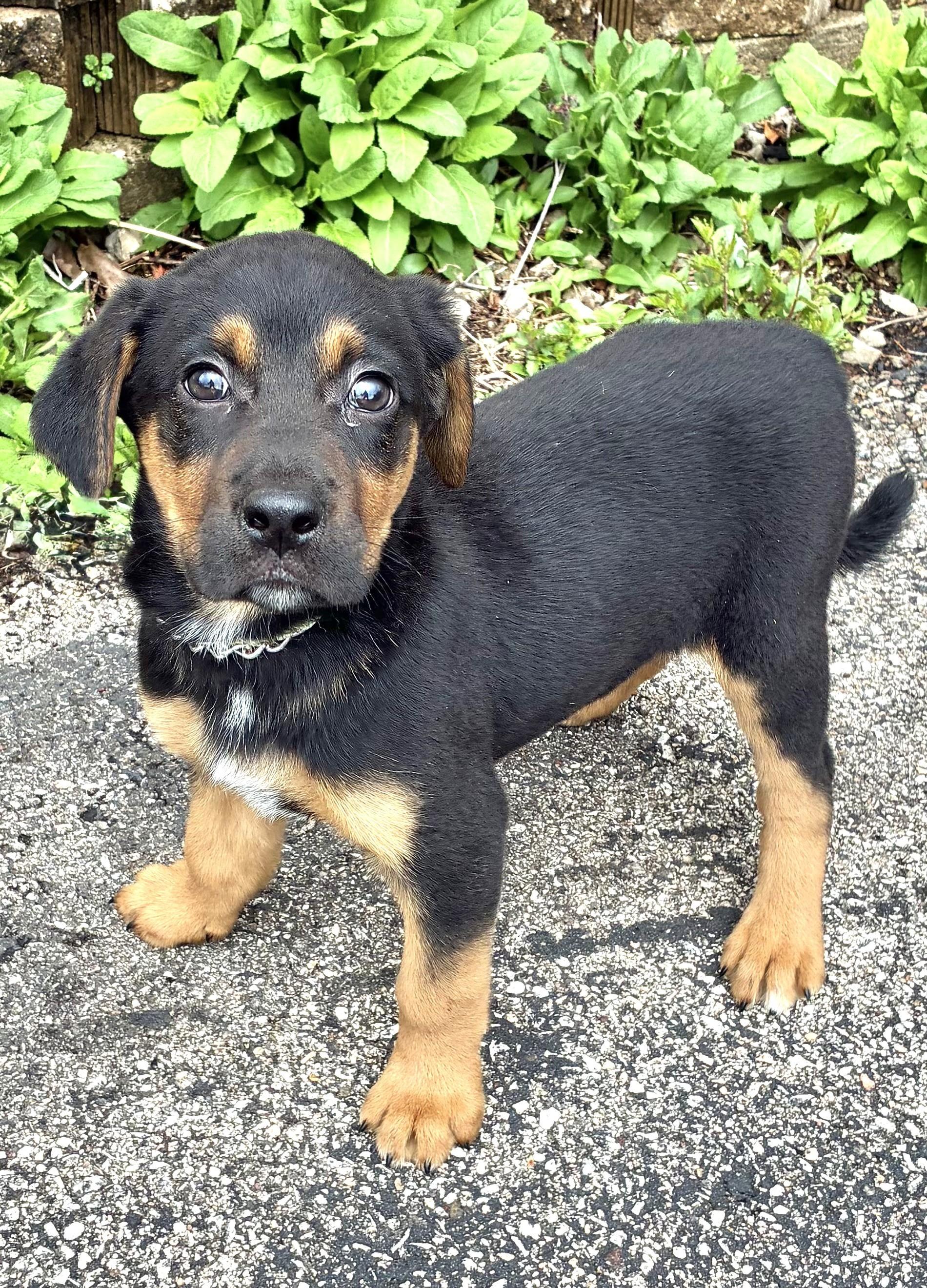 Enlarge Park, a ADOPTABLE mixed breed in West Chicago, IL image 1/3