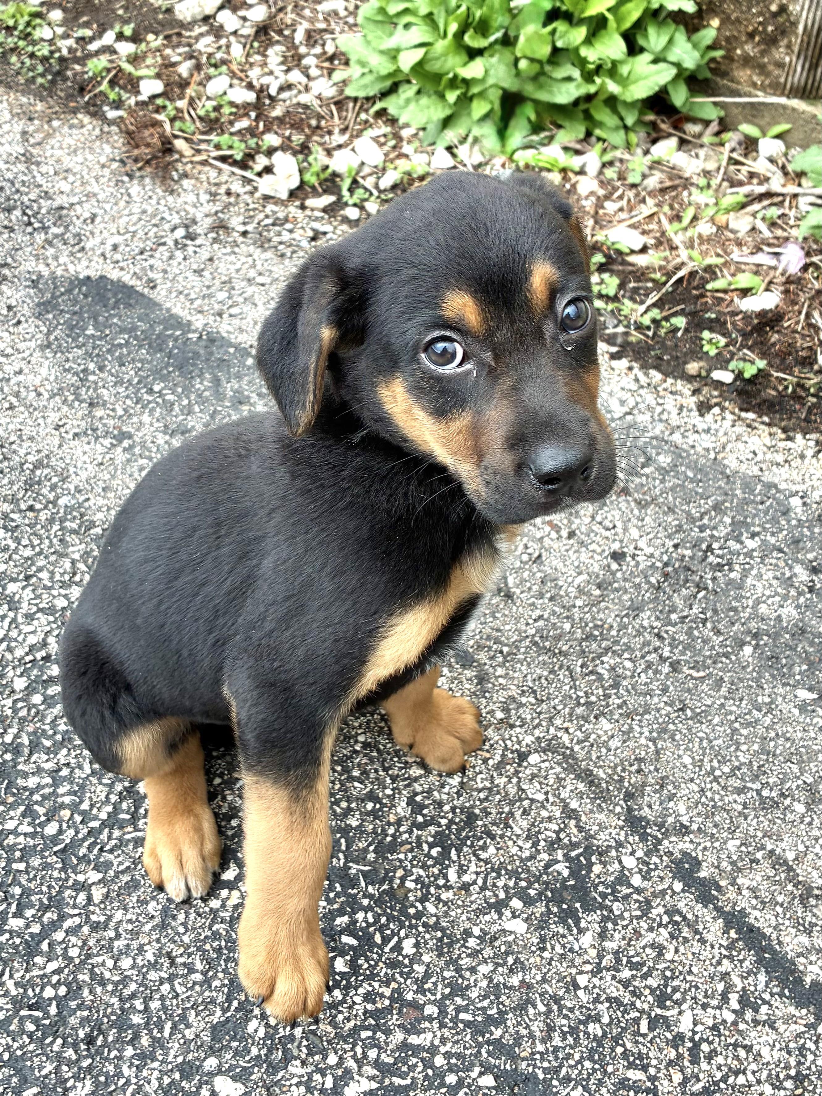 Enlarge Park, a ADOPTABLE mixed breed in West Chicago, IL image 2/3