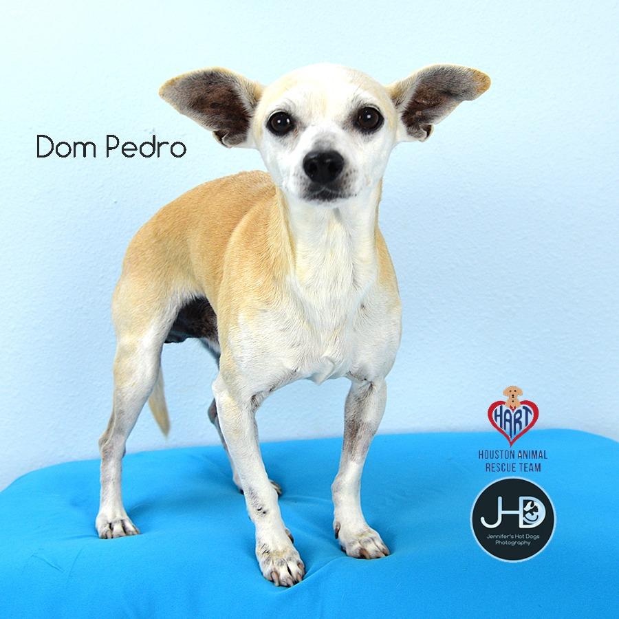 Dom Pedro, Adoptable, Adult Male Chihuahua & Mixed Breed.