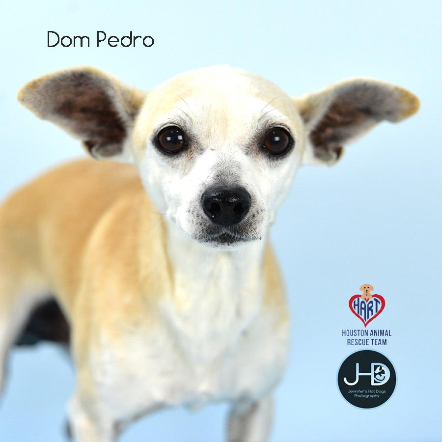 Enlarge Dom Pedro, a Adoptable mixed breed in Hockley, TX image 2/2