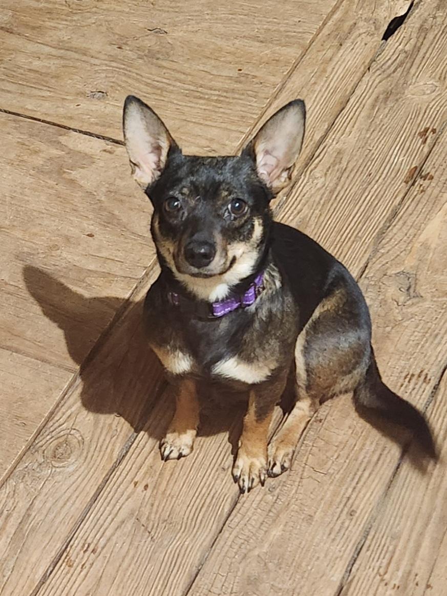 ROSIE , an adopted mixed breed in Troutman, NC image 2/5