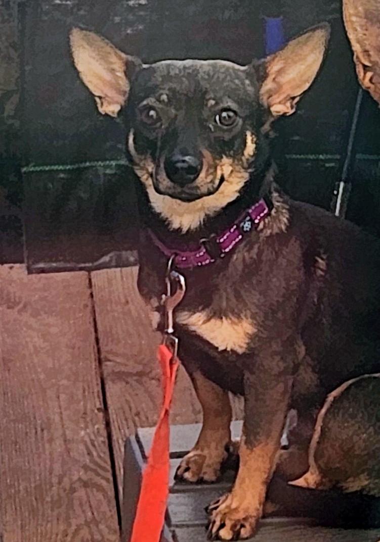 ROSIE , an adopted mixed breed in Troutman, NC image 3/5