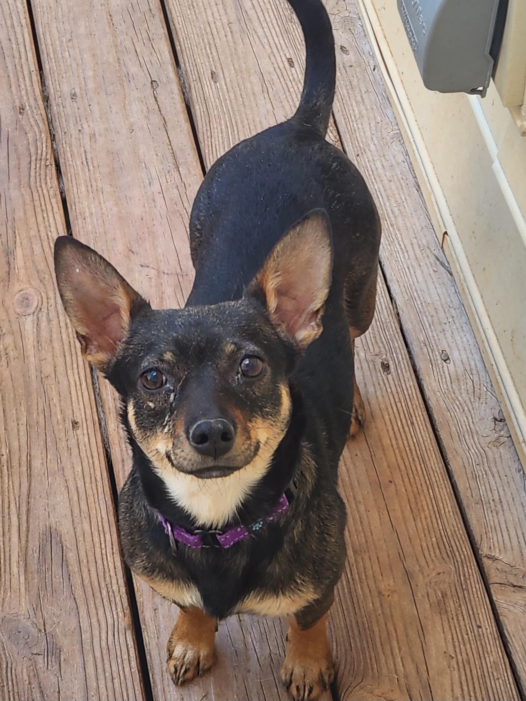 ROSIE , adopted, Adult Female Chihuahua.