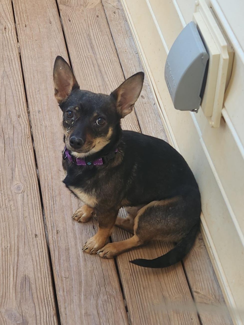 ROSIE , an adopted mixed breed in Troutman, NC image 5/5